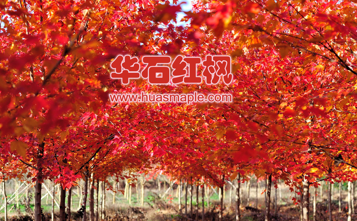 美国红枫园艺品种漂亮的秋色
