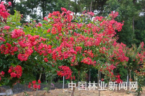 花色纯红、花量又大，最直观地体现了美国红火箭紫薇非同凡响的观赏价值。曹云 摄