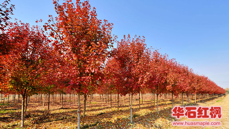 十月光辉：Acer Rubrum 'October Glory'