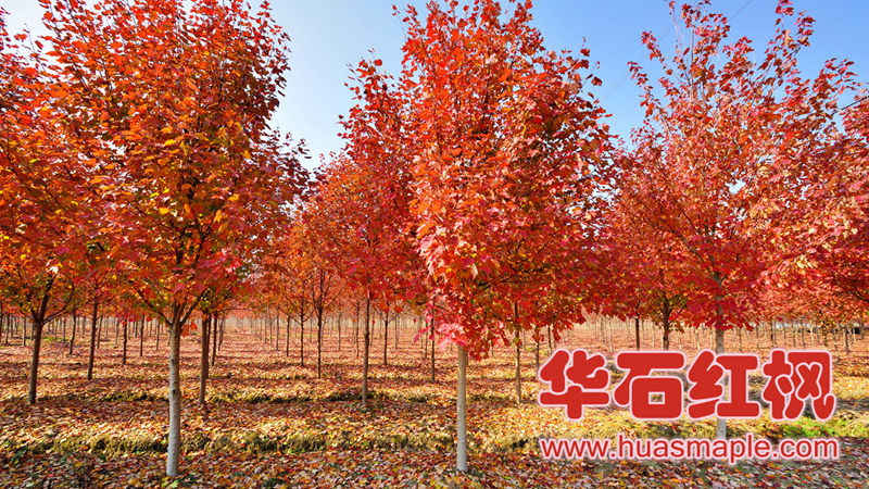 十月光辉：Acer Rubrum 'October Glory'