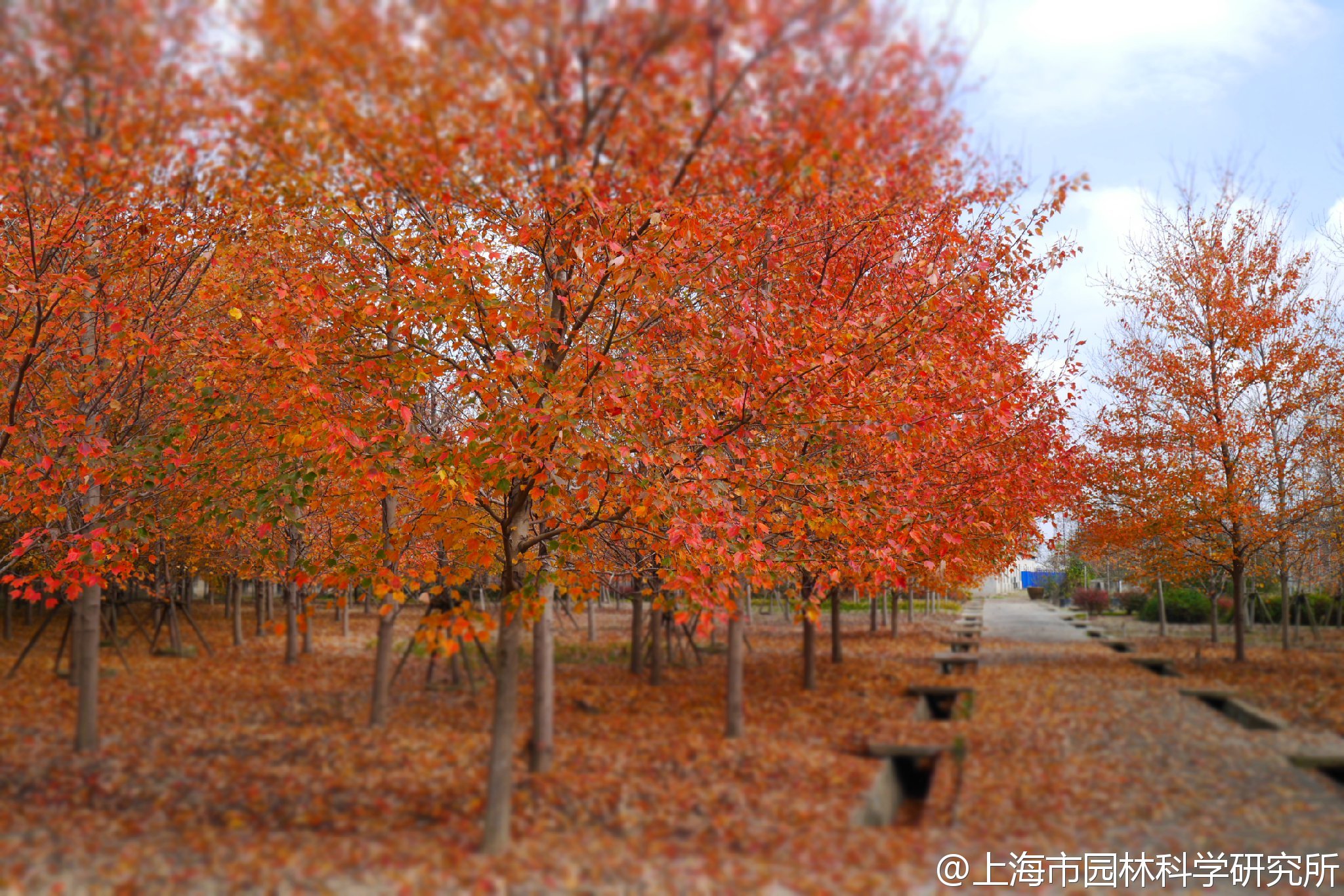 红花槭，又名北美红枫、加拿大红枫