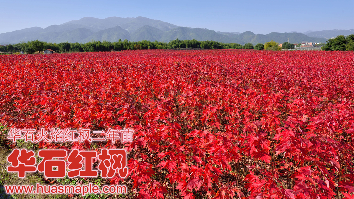 华石红枫美国红枫栽培基地