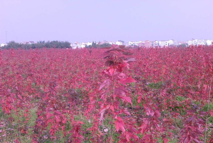 华石红枫美国红枫栽培基地