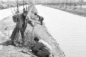 工人在河道新筑的护坡上进行植被施工