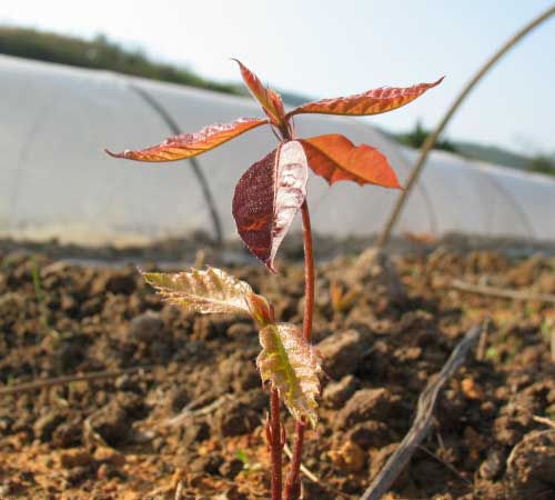 北美红栎芽苗