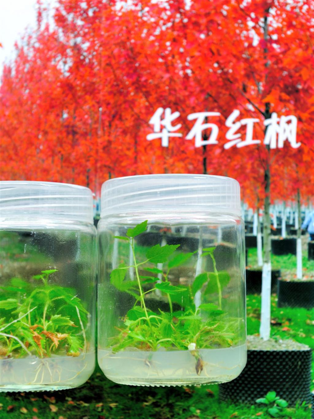 华石红枫'太阳谷'组培苗