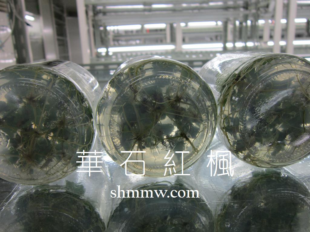 华石红枫组培苗