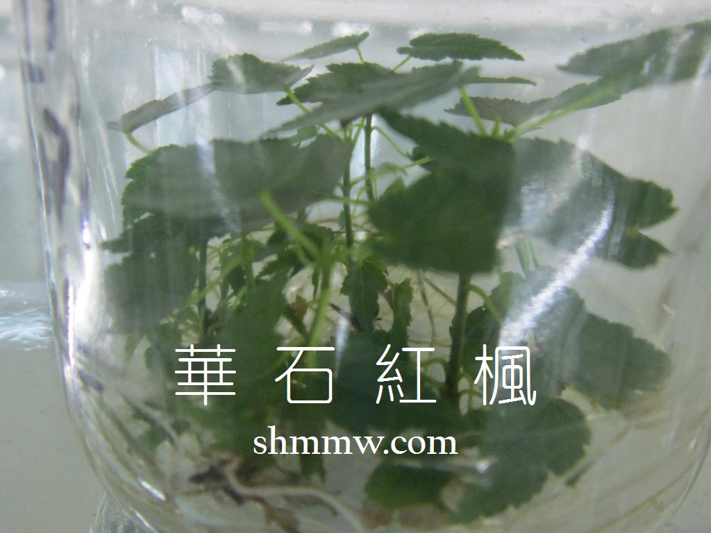 华石红枫'红点'组培苗