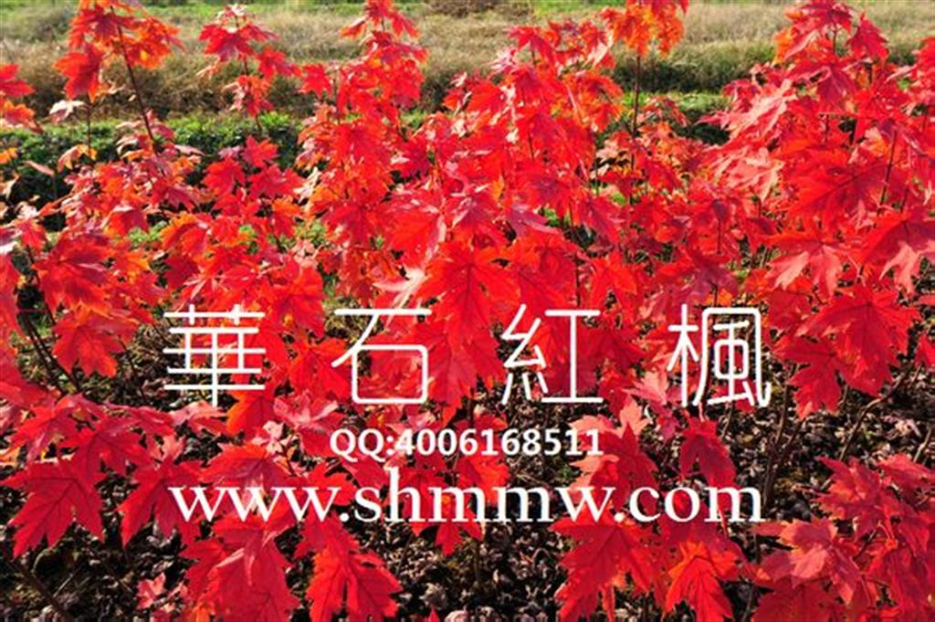 华石火焰红枫